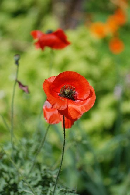 Growing poppies as winter annuals. Seed of the Week: Oriental Poppies - Growing With Science Blog