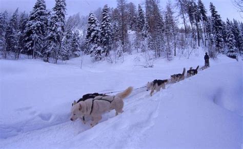 Husky Dog Sledding Holidays In Europe 2024 Undiscovered Mountains