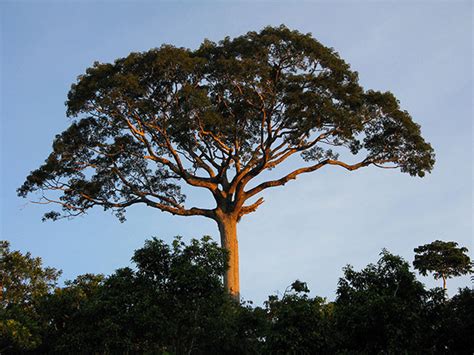 Kapok Tree Ceiba Pentandra Forestal Maderero