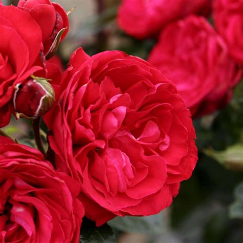 Red Eden Climbing Rose Plant Potted Fragrant Flowers 100 Etsy