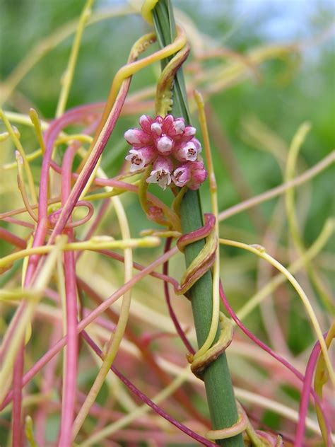 Parasitic Plants