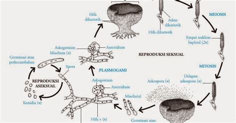 Fungi Klasifikasi Fungi Ascomycota Biologi Edukasi Belajar Sains