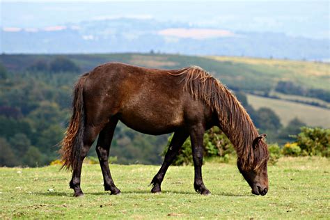 A Stunning Dartmoor Pony At Haytor Dartmoor Devon Hackney Horse