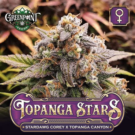 Topanga Stars Stardawg Corey Cannabis Seeds Greenpoint Seeds