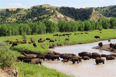 Bison Herd Panorama