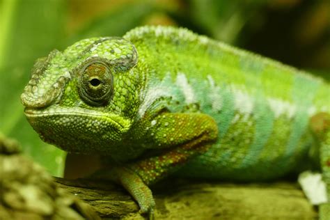 Chameleon Lizard Animal Quiz The Best Animals In The World