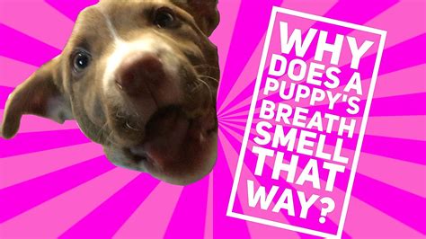 Why Does A Puppys Breath Smell That Way