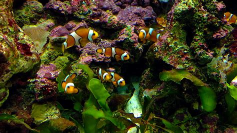 It provides 800+ live channels. Aquarium live HD TV: Coral reef scenes with relaxing ...