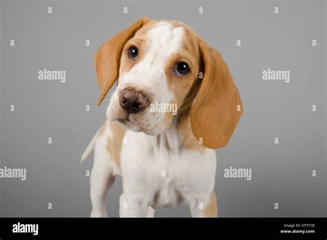 Beagle Puppy Male 10 Weeks Uk Stock Photo Alamy