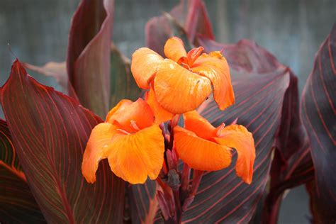 Canna Plant Care And Growing Guide