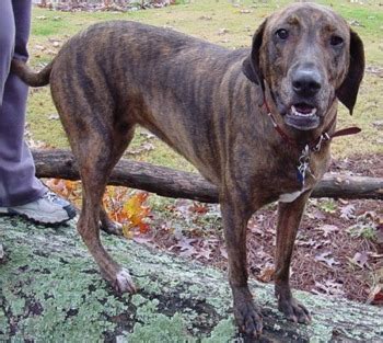 40 to 60 pounds life span: Plott Hound Puppies Breeders Hounds