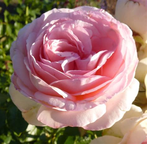 Eden Rose® (MEIviolin) - Northland Rosarium