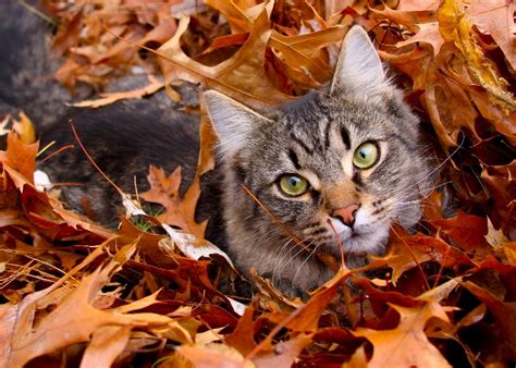 Kitty In Leaves Cute Cats Hq Pictures Of Cute Cats And Kittens