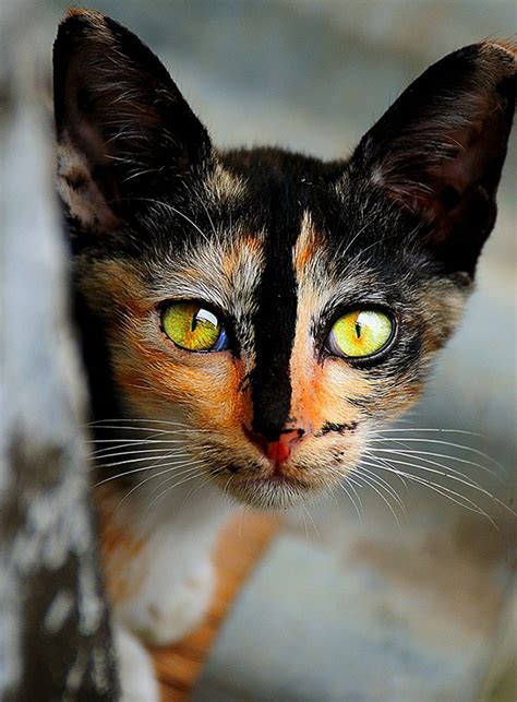 20 Of The Most Beautiful Cats In The World