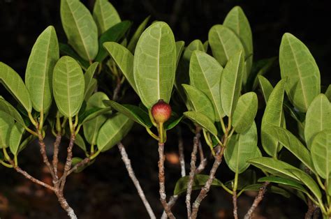 Ficus Plant34 Moraceae