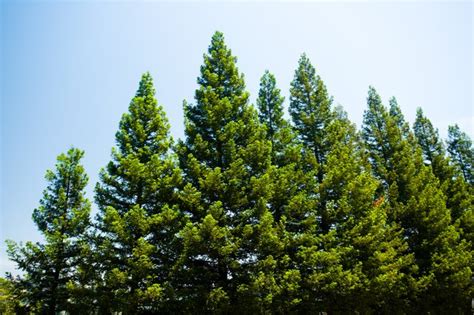 Evergreen Tree Facts For Kids Hunker