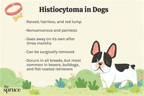 Histiocytomas In Dogs