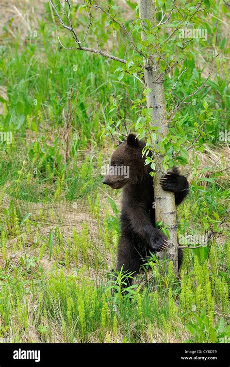 Bear Cub On A Tree Hi Res Stock Photography And Images Alamy