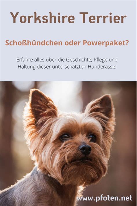 Der Yorkshire Terrier Wird Meist Als Schoßhund Abgetan Dabei Solltest