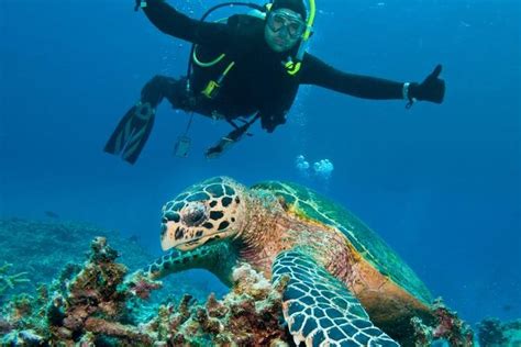44 Scuba Diving Hawaii Niekdez
