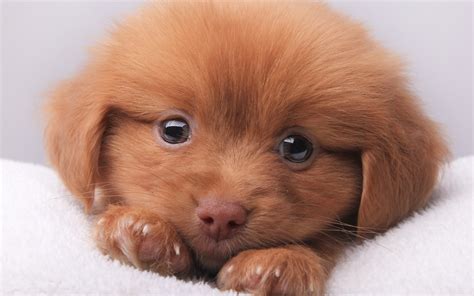 Cute Brown Puppy 1440 X 900 Widescreen Wallpaper
