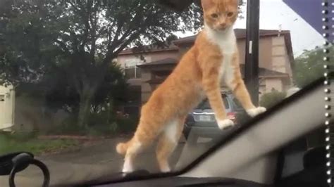 Cat Jumps On My Car And Meows Youtube