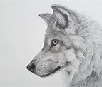 Gray Wolf. Detailed Black and White Wildlife Drawings. Realistic Animal ...