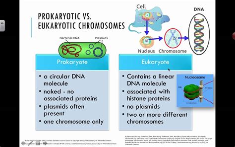 Differences Between Prokaryotes Eukaryotes