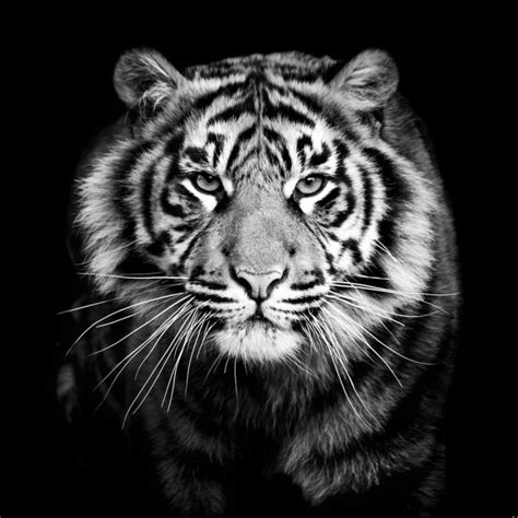 10 Most Popular Black And White Animal Wallpaper Full Hd 1080p For Pc