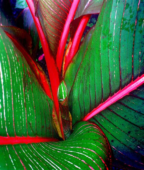 18 Red Leaf Florida Plant Carlokirrin