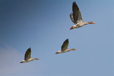 Free Photo Three Flying Geese Air Animals Birds Free Download