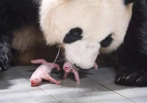 Giant Pandas Envoys Of Harmony Friendship Inclusiveness Peoples