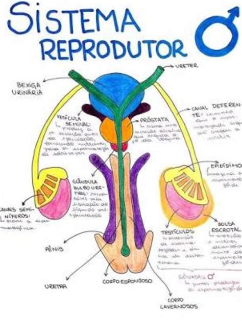 Sistema Reprodutor Masculino Anatomia Humana I