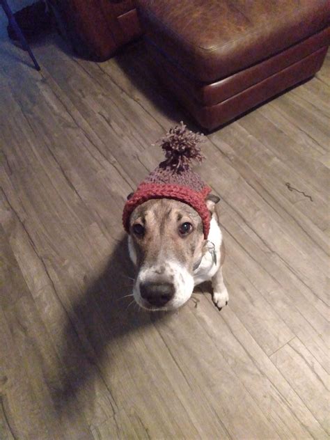 Made My Doggo A Hat For Winter I Live In The South Basically Just