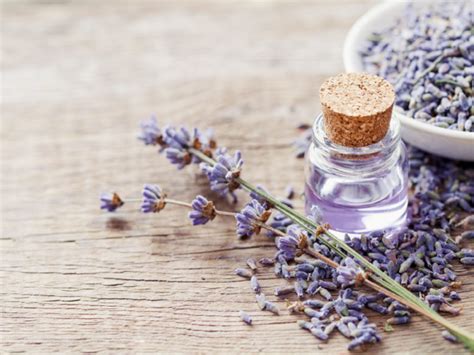Lavender Massage Oil Recipe Extractcraft