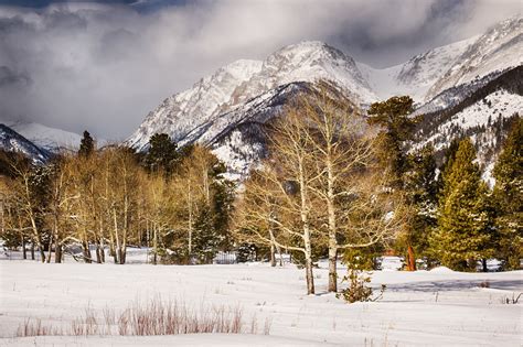 Winter Aspens Rocky Mountain National Park Colorado Rocky Mountain