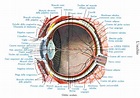 Fisiologia oculare - Ottica Campagnacci