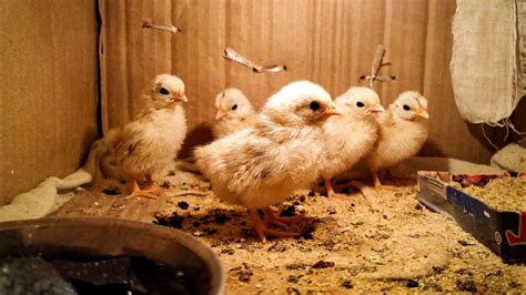 Baby Bantam Chickens Are Growing Up Bantam Chicken Baby Chickens YouTube