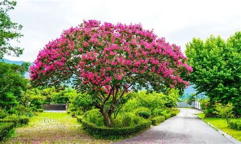 17 Gorgeous Flowering Trees In Texas Wikipedia Point