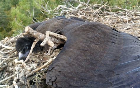 First Evidence Of A Vulture Killed By Veterinary Diclofenac In Spain