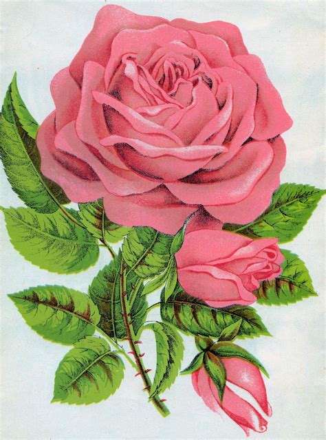 free rose graphic botanical illustration of pink rose clip art with leaves and rose buds