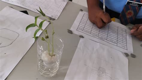 Rajah di bawah menunjukkan radas yang digunakan dalam satu eksperimen. Eksperimen Tingkatan 4: Pola Pertumbuhan Kacang Hijau