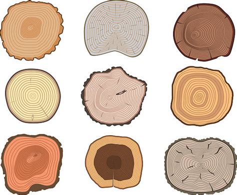 Best Tree Bark Illustrations Royalty Free Vector Graphics And Clip Art