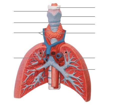 Anatomy Of The Respiratory System Exercise Anatomy Diagram Book My