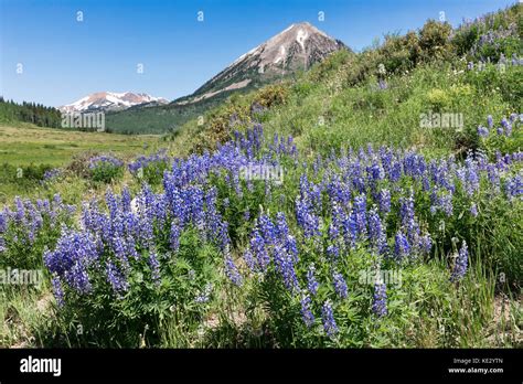 Wildflowers Colorado Mountains Hi Res Stock Photography And Images Alamy