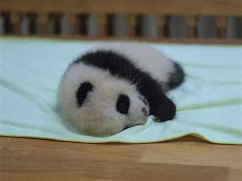 Its Baby Giant Panda Picture Time Yall