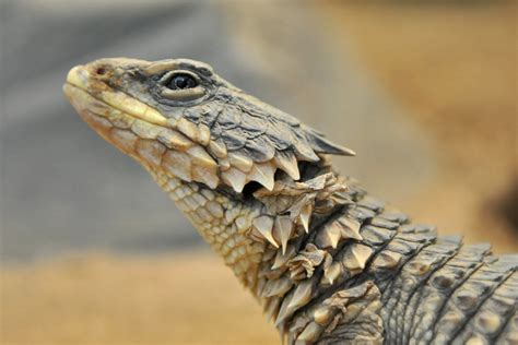Giant Girdled Lizard L Impressive Reptile Our Breathing Planet