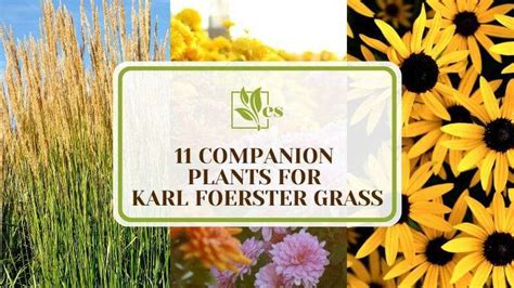 11 Companion Plants For Karl Foerster Grass Landscaping Paradise