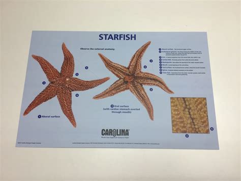 Starfish Dissection Chart Cba 084 Blades Biological Ltd Kent