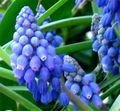 Fiori e farfalle, ortensie blu e iris bianchi. Hortus Italicus: Muscari armeniacum Leicht.